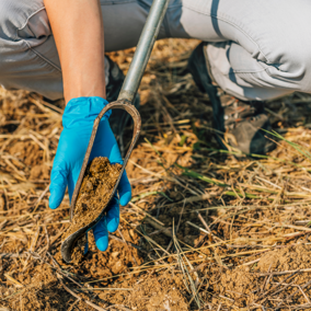 Woman pulling soil sample from ground