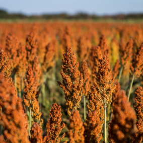 Sorghum field