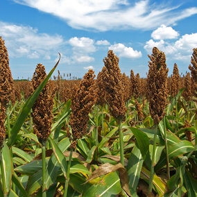 Field of sorghum