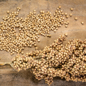 Sorghum grain