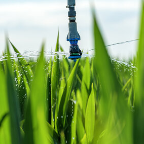 Water sprinkler irrigating a field of tall green crops under a bright sky.