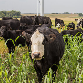 cattle grazing sorghum-sudangrass field