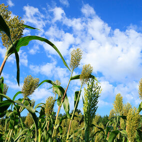 Through a $2.7 million grant from the U.S. Department of Energy, a University of NebraskaâLincoln research team is developing ways to maximize sorghum potentials across the United States.