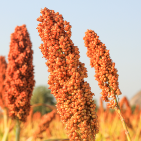 Field of sorghum