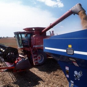 harvesting unloading soybeans