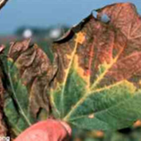 Leaf symptoms of brown stem rot of soybean