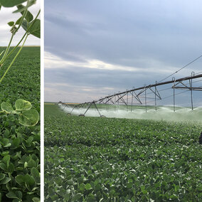 Figure 1. Final soybean stand count was not necessarily an indicator of yield in this 2017 study of the effects of late-season (R3) nitrogen application in soybean. The Lincoln County plot (left) had a final stand count of 72,000 plants per acre and yielded 72.7-73 bu/ac. The Perkins County plot (right) had a final stand count of 161,000 plants per acre and yielded 74.4-77 bu/ac.