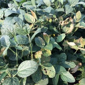 Sudden death syndrome on a soybean plant