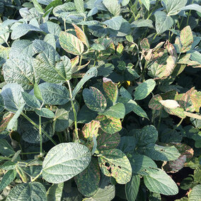 Advanced sudden death syndrome in soybean