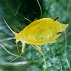 Soybean aphid