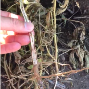 Video on identifying charcoal rot in soybean