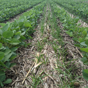 Soybean field interseeded with cover crop