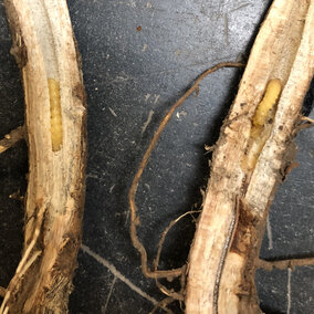 Dectes stem borer