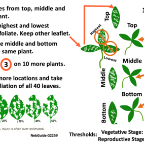 Guide to estimating soybean leaf defoliation