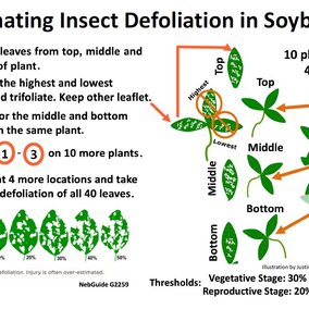 A guide to estimating soybean leaf defoliation damage