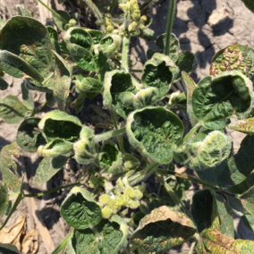 Dicamba injury in soybean