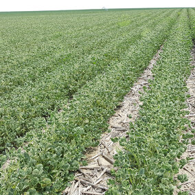 Dicamba injury