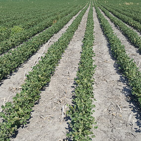 Dicamba injury symptoms in a Roundup Ready soybean field 