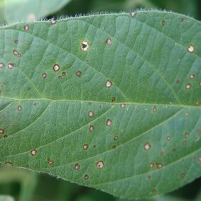 soybean leaf showing signs of disease