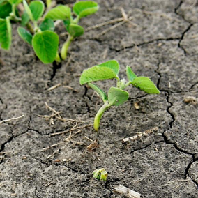 Young green soybean emerging from dry, cracked soil.
