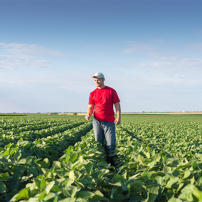 Farmer in soybean field