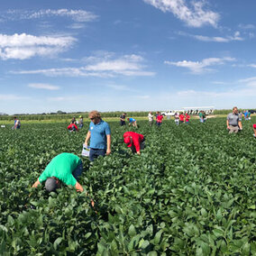 Figure 1. Farmers examining different fertility treatments during 2019 August Field Day near Grant, NE. 