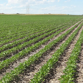 Soybean field