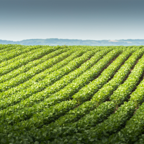 Soybean field during summer