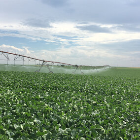 Irrigated soybean field in Perkins County, Nebraska