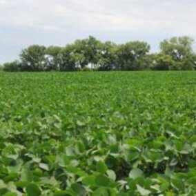 soybean field