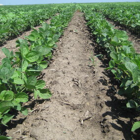 Field of soybeans