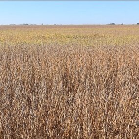 Immature soybean plants in field