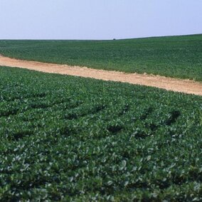 Soybean field