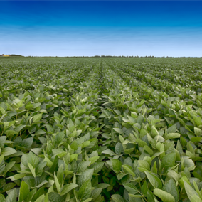 Soybean field