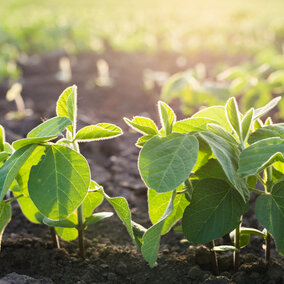 Soybeans emerging in field