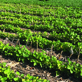 Figure 1. Nebraska soybean field with patches of iron chlorosis caused by a deficiency of iron. (Photo by Rodrigo Werle)