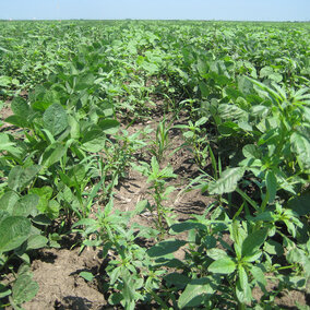 Weed escapes in soybean after preemergence application