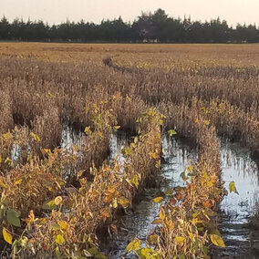 Flooded soybean field in northeast Nebraska