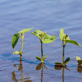 flooded soybean plants