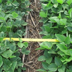 Soybean research field