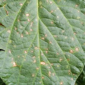 Frogeye leafspot on a soybean leaf