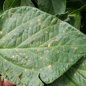 Frogeye leaf spot on a soybean leaf