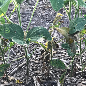 Figure 1. Soybean plant showing signs of wilting from soybean gall midge infestation.