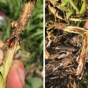 Soybean gall midge in stems