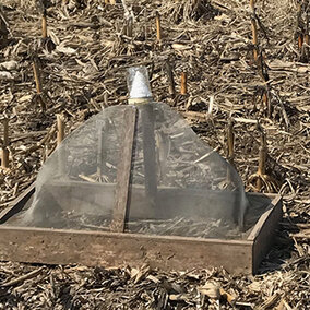 Soybean gall midge traps