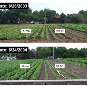 soybeans in 2003 and 2004