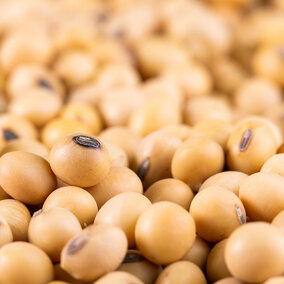 Soybean grain