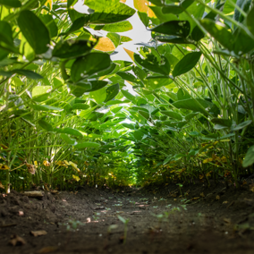 Soybean field at ground view