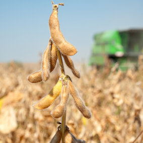 Soybean harvest