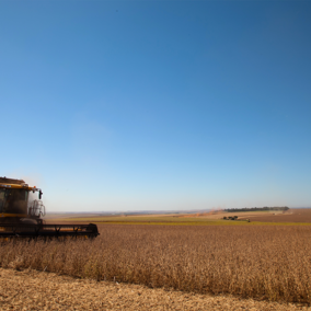 Soybean field during harvest